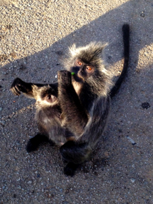 SilverLeaf Monkeys